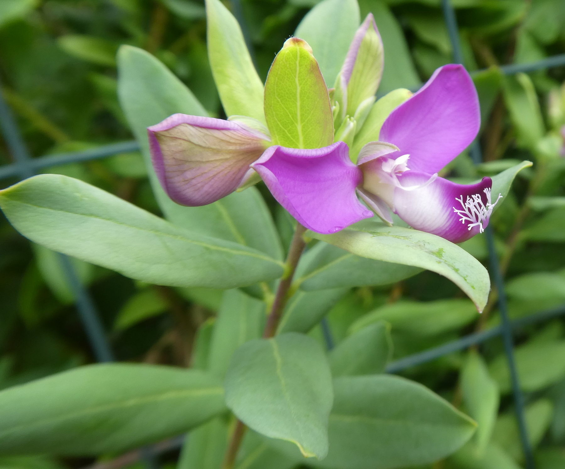 Polygala myrtifolia (Polygalaceae)